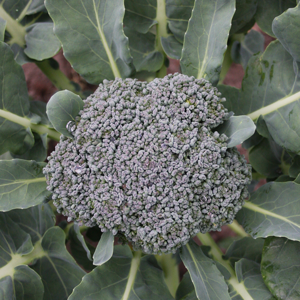 Brocoli 'Vert Calabrese' BIO