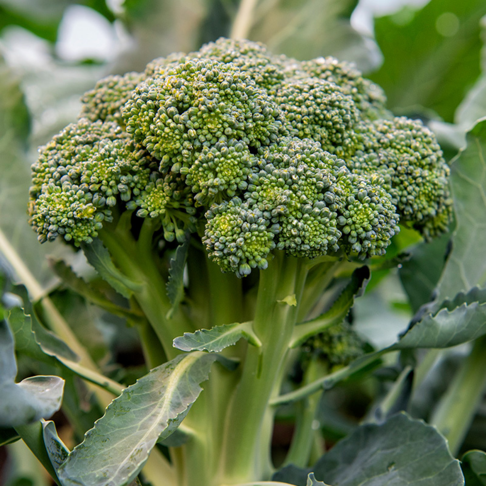 Brocoli 'Bobby' BIO