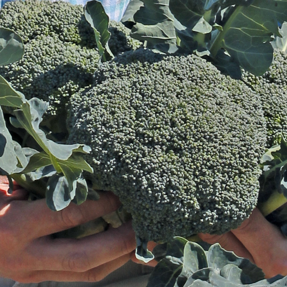 Broccoli 'Covina F1' BIO