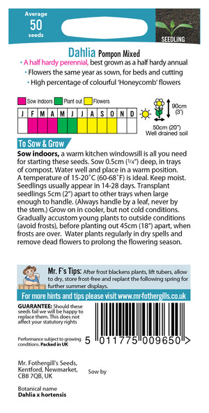 Dahlia dahlia x hortensis Pompon Mixed  -  50 Zaden