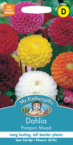 Dahlie dahlia x hortensis Pompon gemischt – 50 Samen