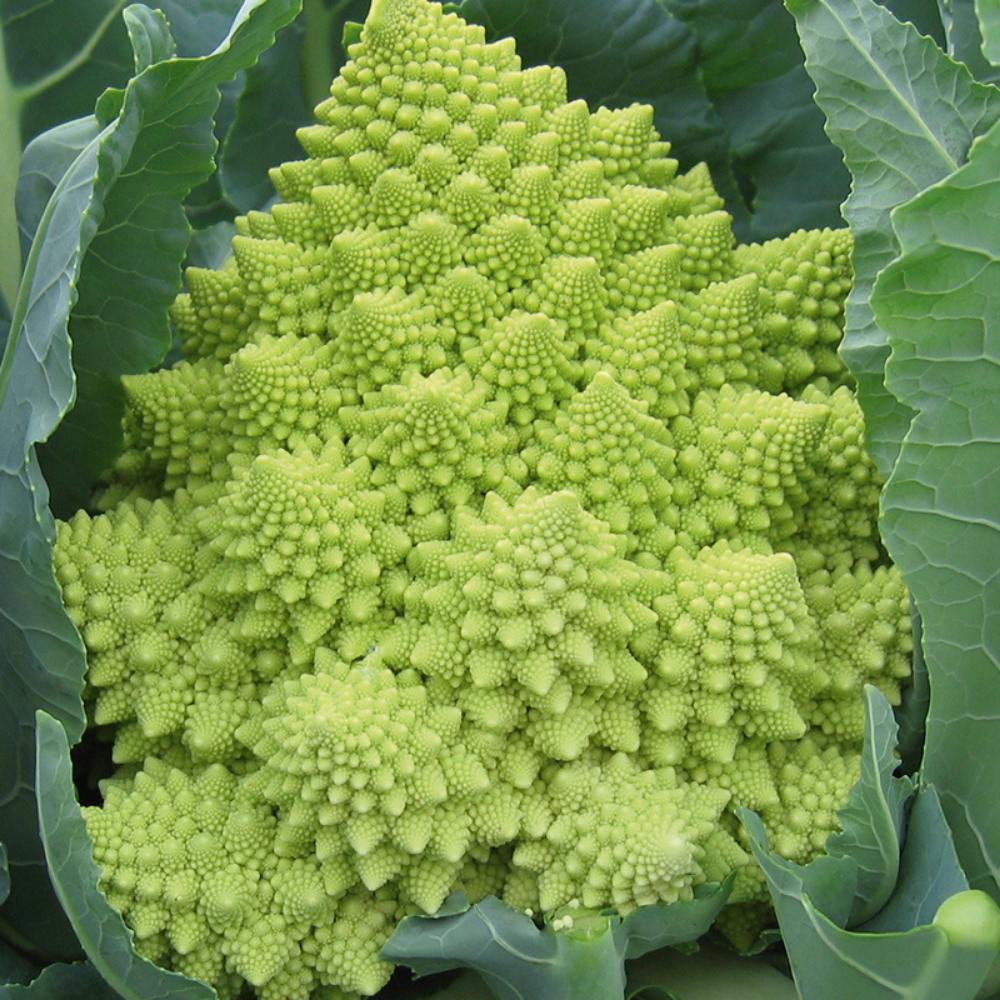 Romanesco 'Véronique F1' BIO