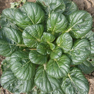 Tatsoi BIO