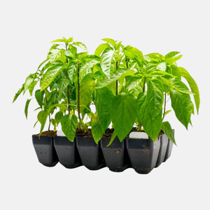 Compacte zaaitray hard kunststof  - 15 gaten