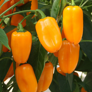 Piment snack 'Radja' BIO