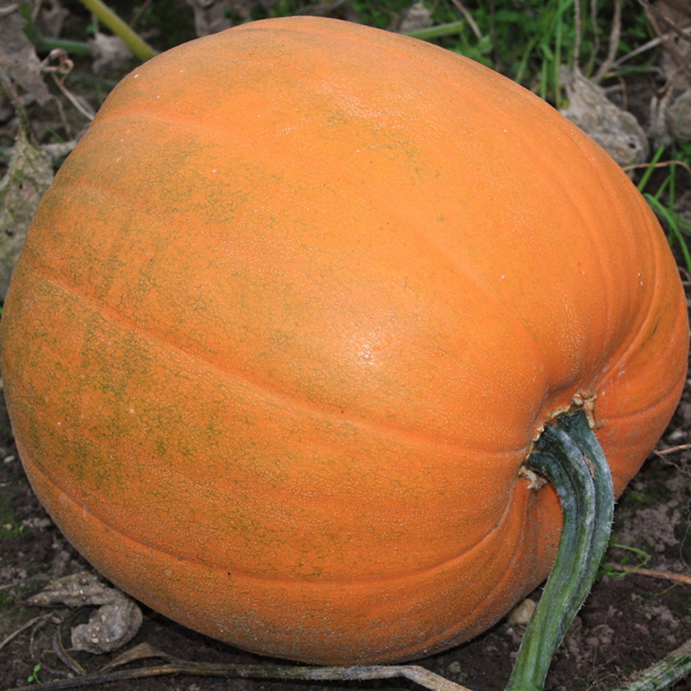 Halloweenpompoen 'Jack O’Lantern' BIO