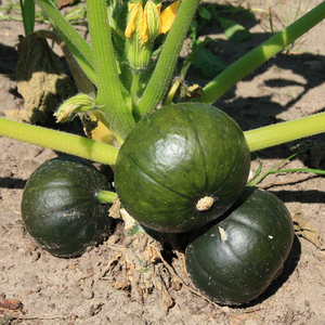 Citrouille 'Zappalito' BIO