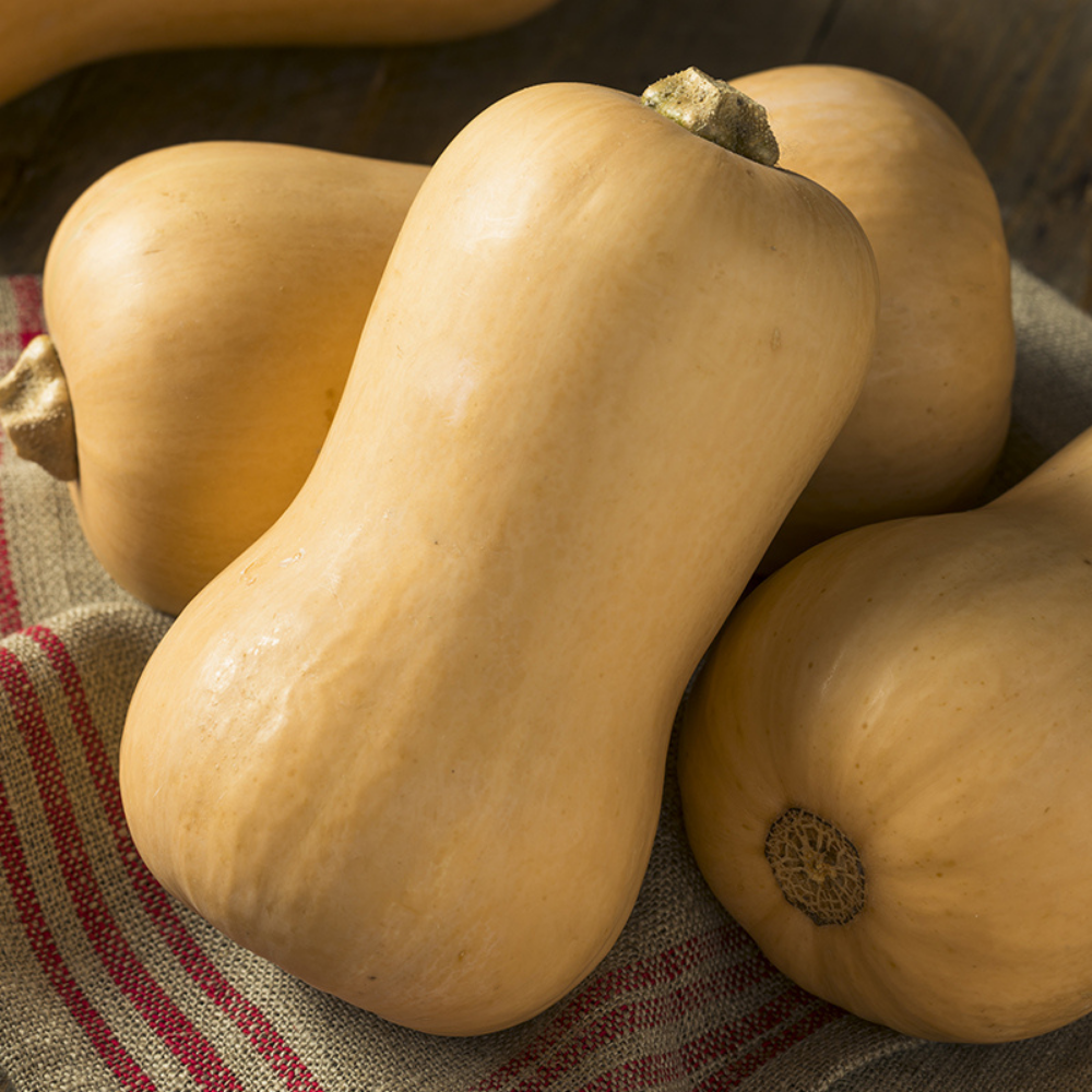 Gourde 'Butternut' BIO