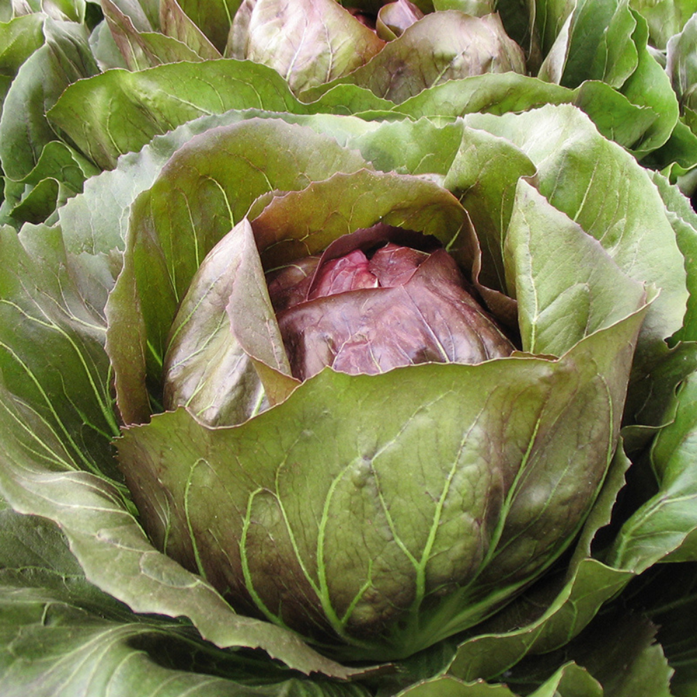 Radicchio Rosso 'Leonardo F1' BIO