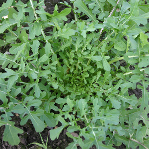 Rucola 'Esmée' BIO