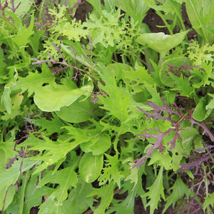 Mesclun 'Asiatique' BIO