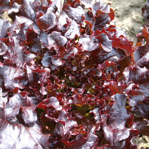 Eikenbladsla ‘Red Salad Bowl' BIO