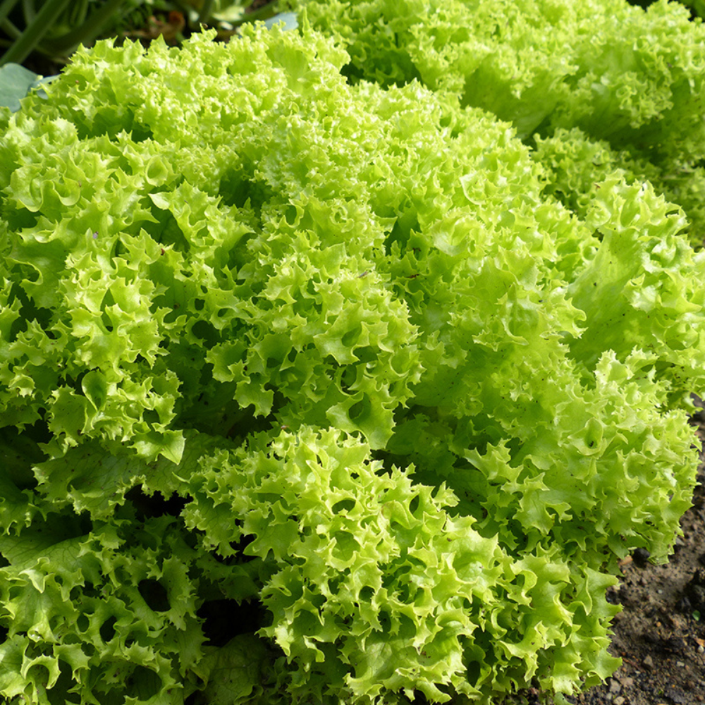 Laitue frisée 'Lollo Bionda' BIO