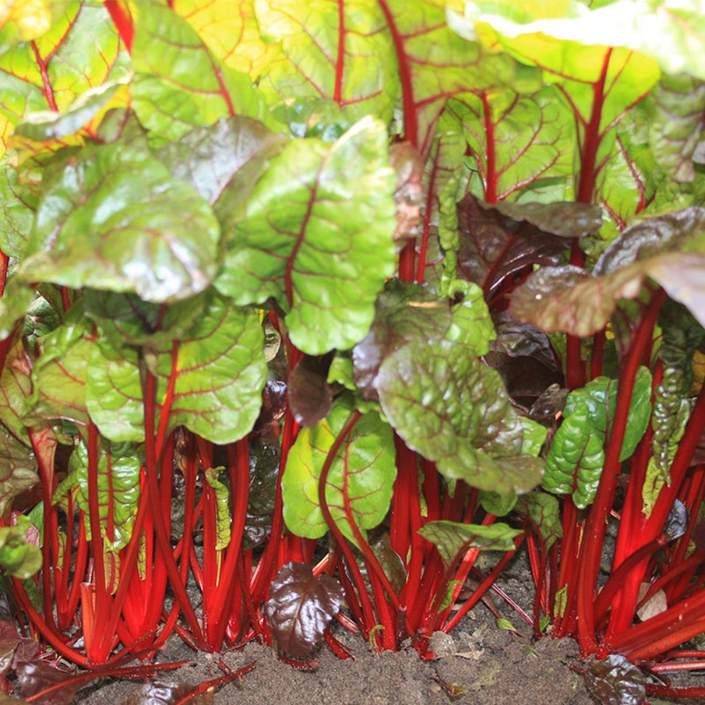 Snijbiet 'Rhubarb Chard' BIO