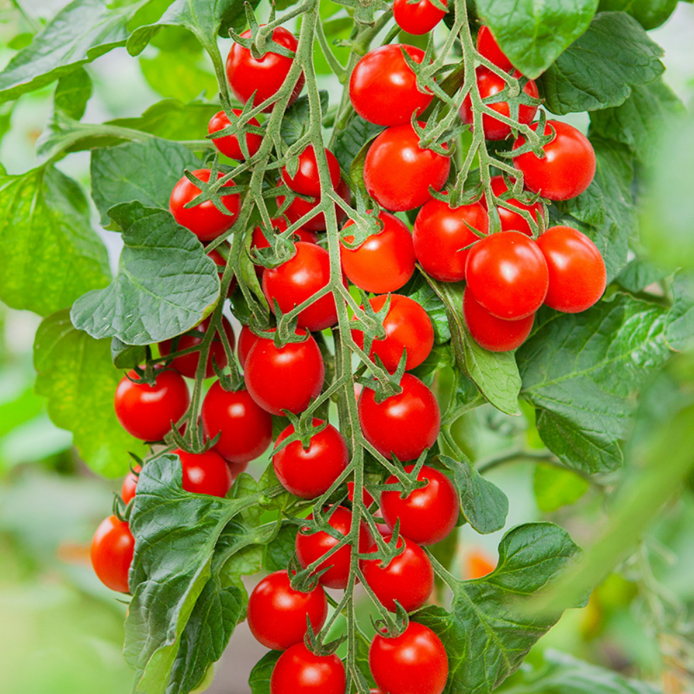 Mini tomate italienne 'Bolstar Baloe F1' BIO