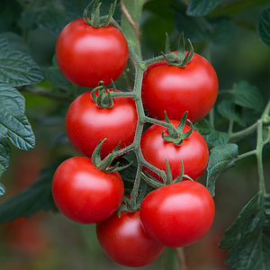 Tomate 'Bolstar Gimli F1' BIO