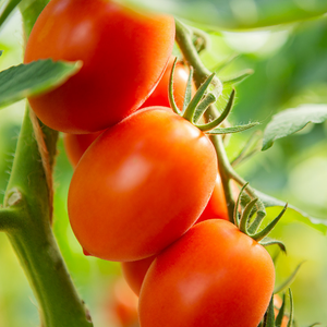 Tomate italienne 'Bolstar Sensatica F1' BIO