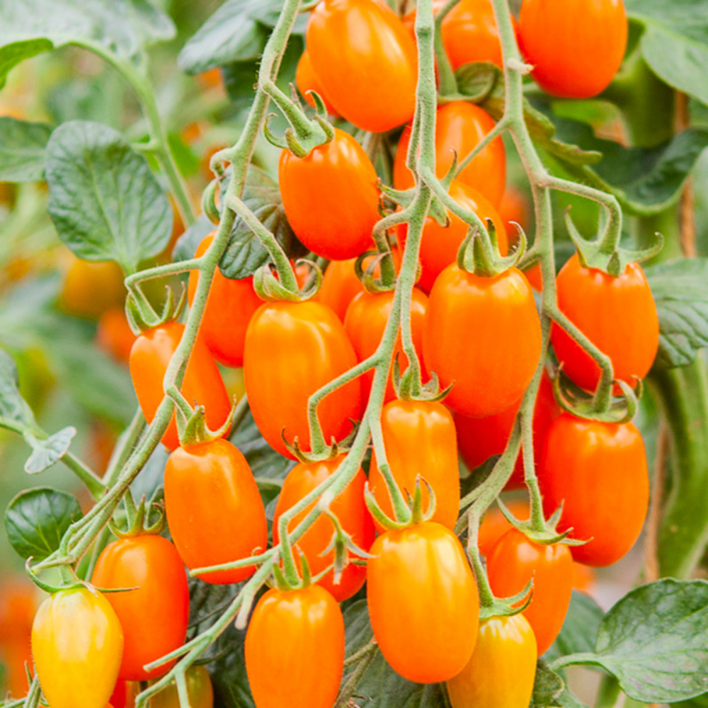 Snack tomate 'Ormato' BIO