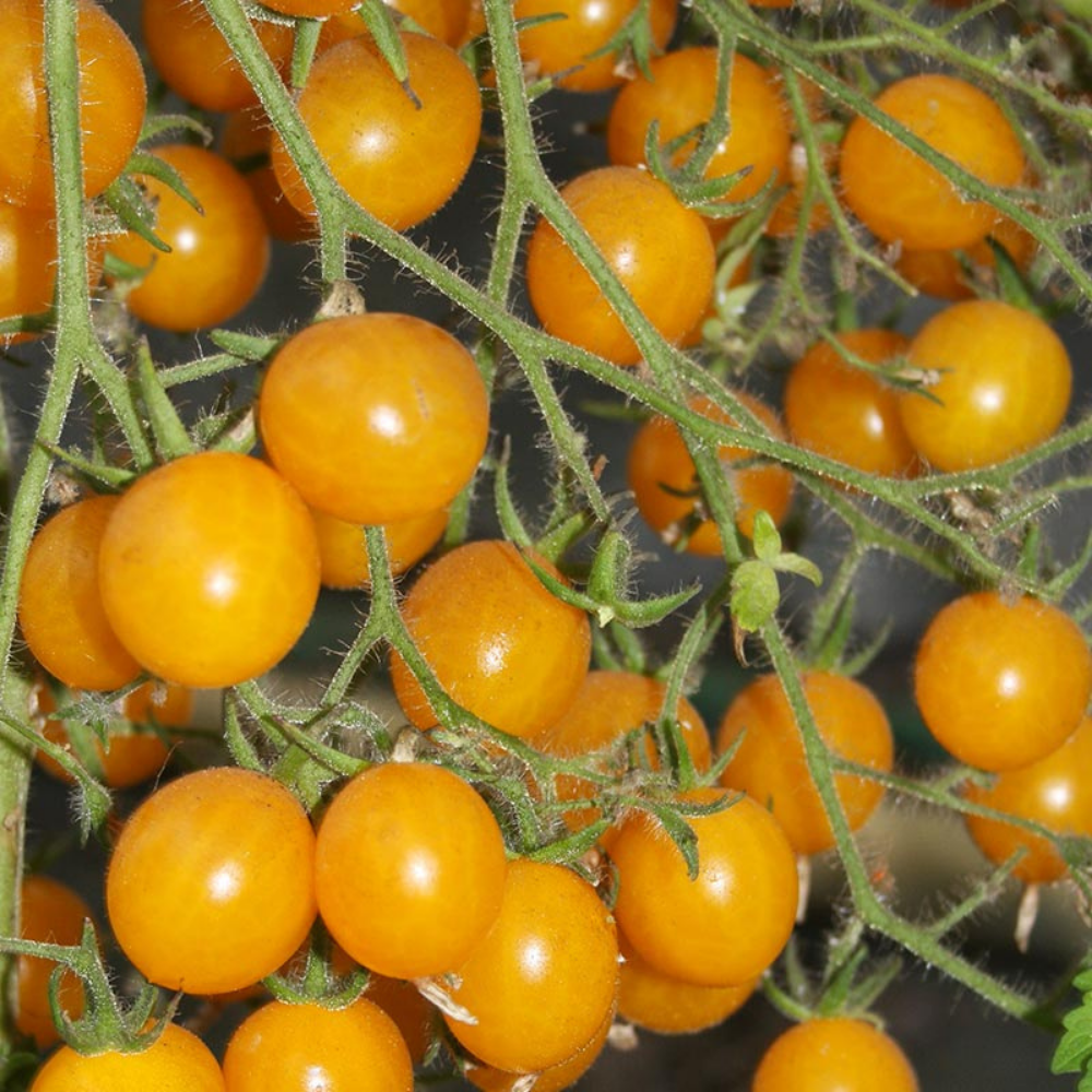 Tomate cerise 'Clémentine Jaune' BIO