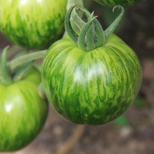 Tomate 'Green Zebra' BIO