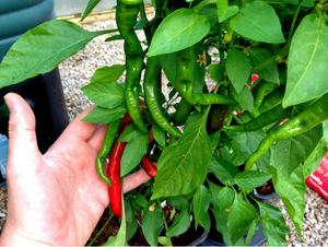 Chilligrow kweekset - 2 keer meer pepers dan in gewone potten