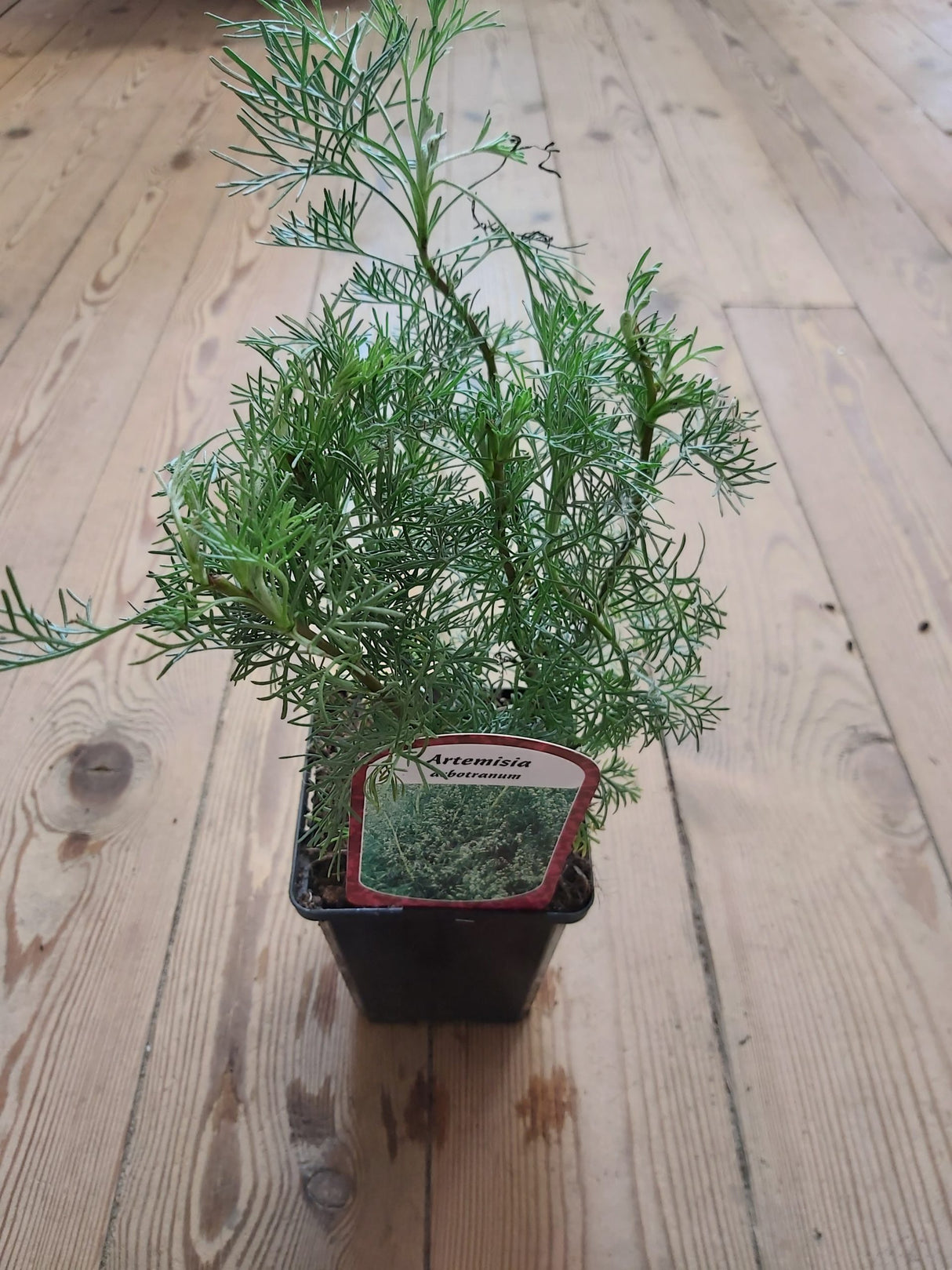 'Colakraut' 'Zitronenkraut' im 9 cm Topf Artemisia abrotanum