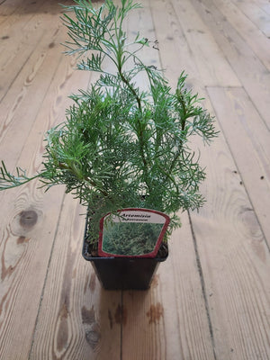 'Herbe Cola' 'Herbe citronnée' en pot de 9 cm Artemisia abrotanum