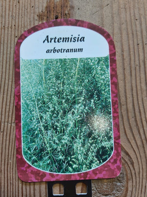 'Colakruid' 'Citroenkruid' in 9 cm pot Artemisia abrotanum