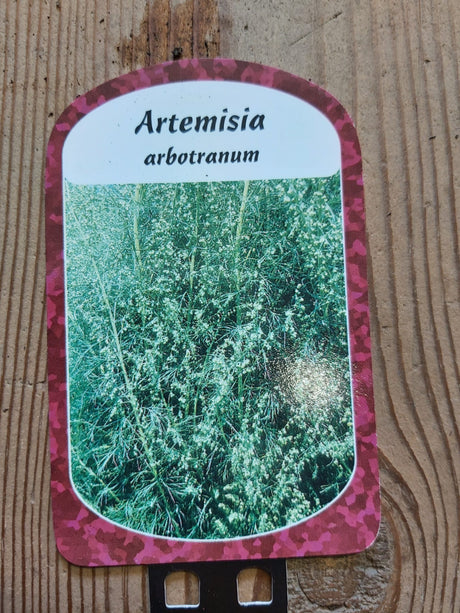 'Herbe Cola' 'Herbe citronnée' en pot de 9 cm Artemisia abrotanum