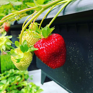 Aardbeipakket 3 bakken, planten en alle kweekbenodigheden (zonder BATO-rek)