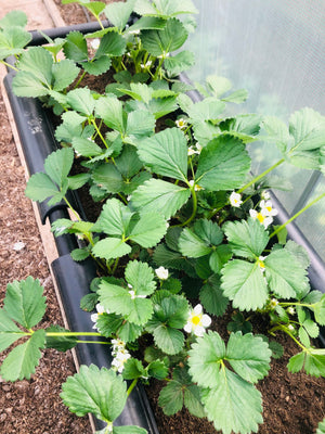 Aardbeipakket 6 bakken, planten en alle kweekbenodigheden (zonder BATO-rek)