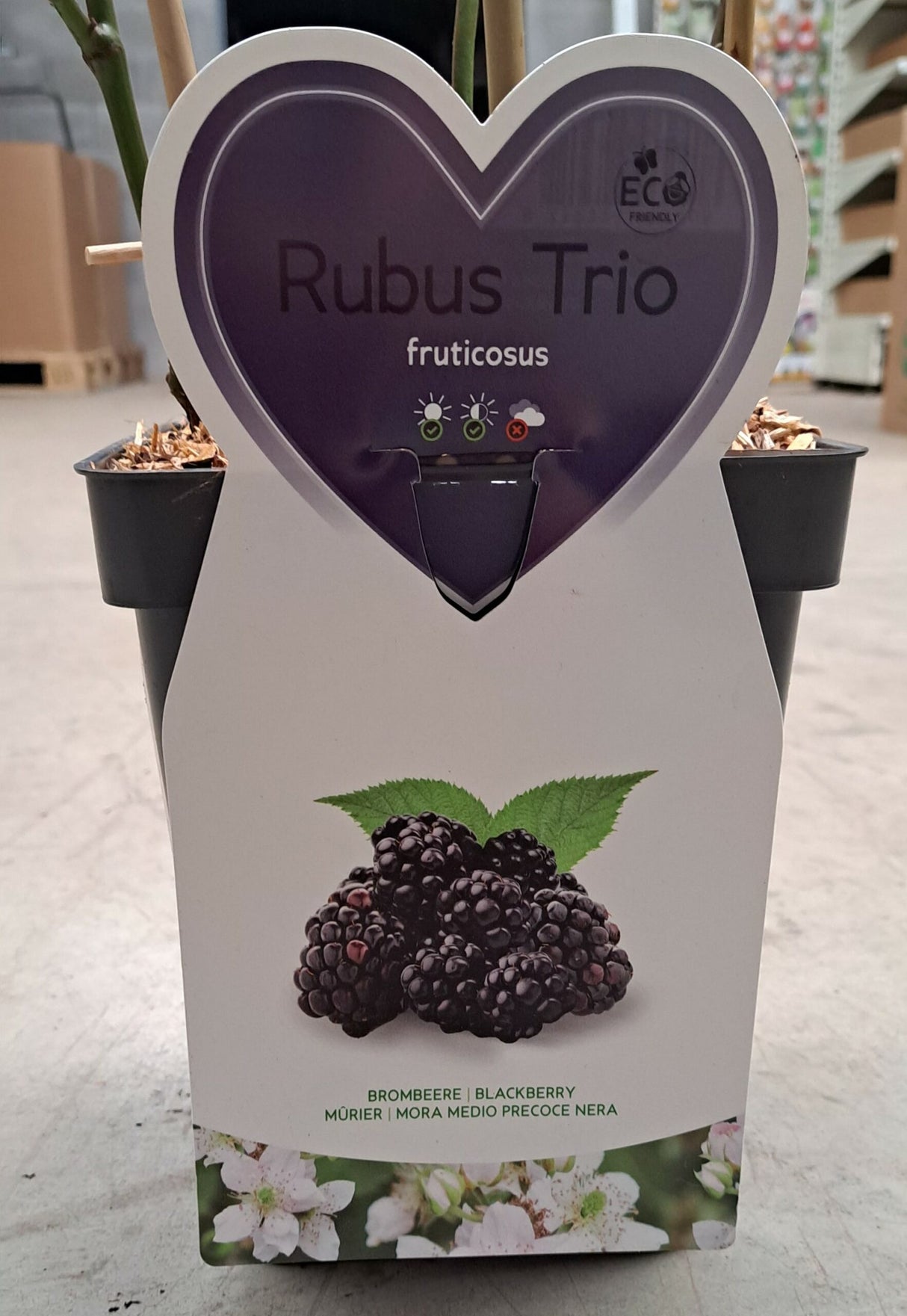 Trio kleinfruchtiger Brombeeren – 3 Brombeersorten in 1 Topf