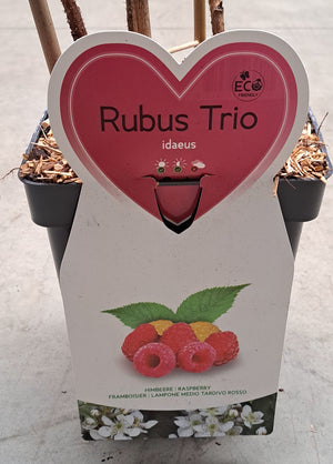 Trio de Framboises petits fruits - 3 types de framboises dans 1 pot pour des fruits tout l'été