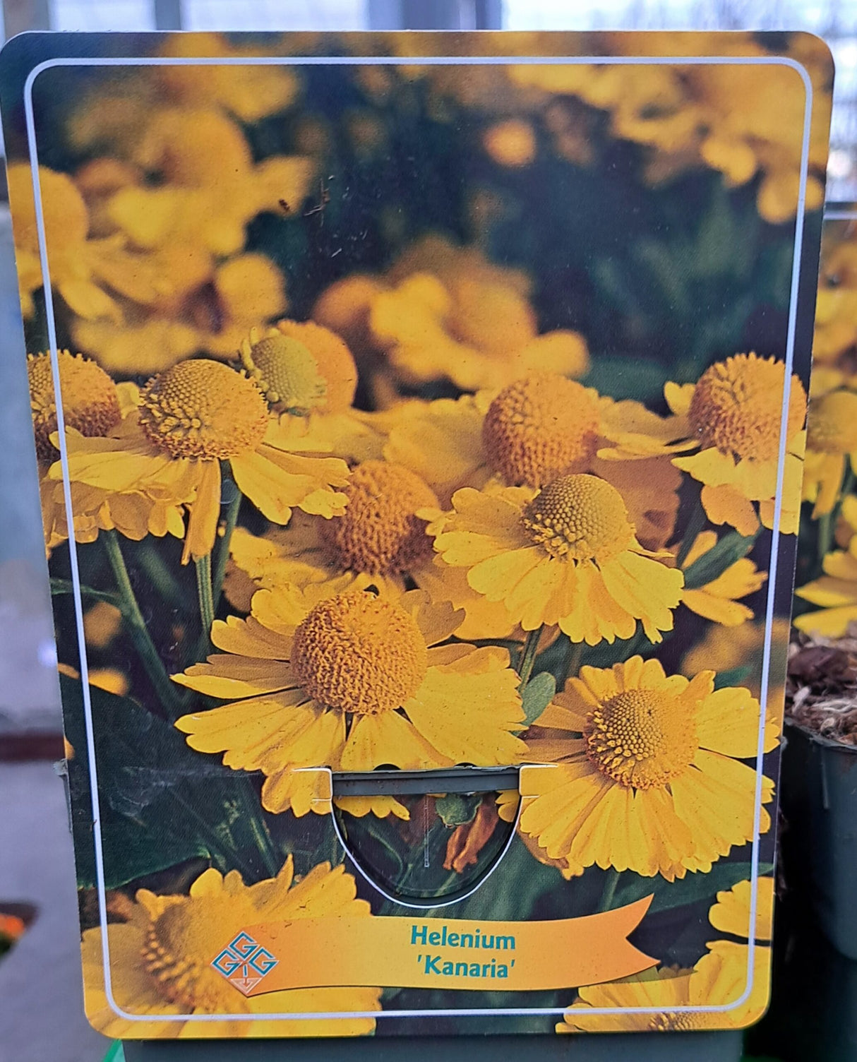 Helenium SUNHERB 'Kanaria' en pot p11 - 1 plante