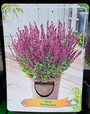 Salvia FOREST SAGE 'Synchro Pink' en pot p11 - 1 plante