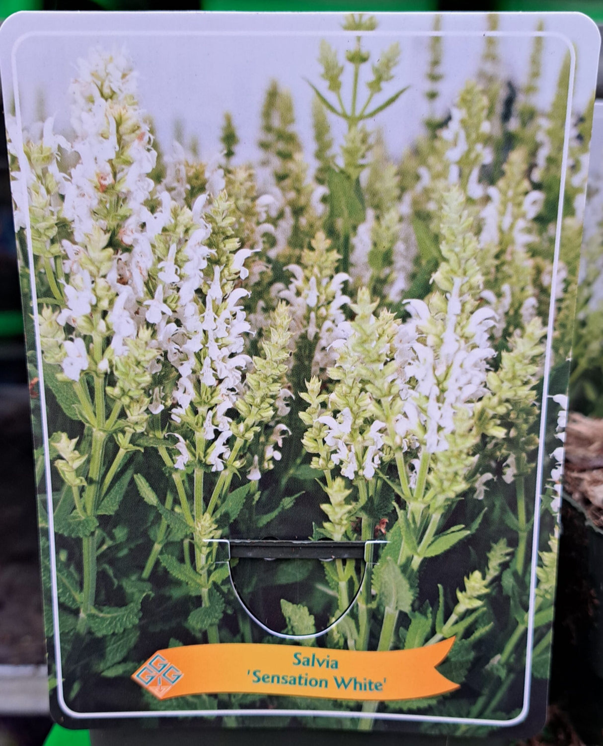 Salvia FOREST SAGE 'Sensation White' im P11-Topf - 1 Pflanze