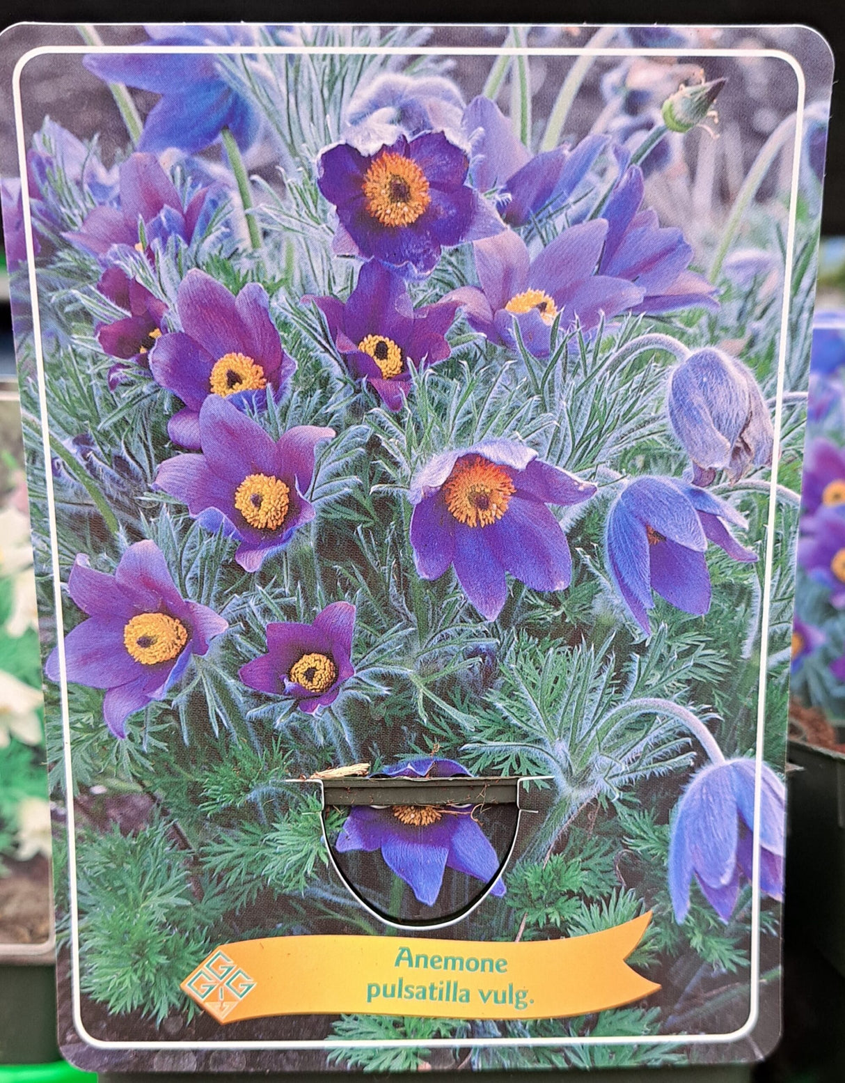 Anemone pulsatilla vulg. WILDEMANSKRUID in p11 pot - 1 plant