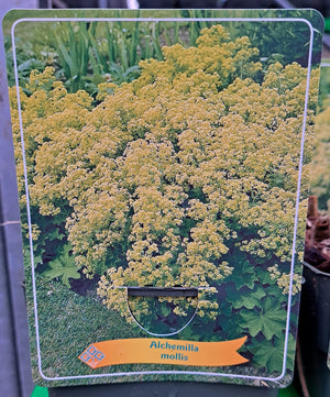 Alchemilla Mollis VROUWENMANTEL in p11 pot - 1 plant