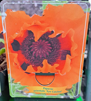 Papaver orientale 'Eye Catcher' en pot p11 - 1 plante