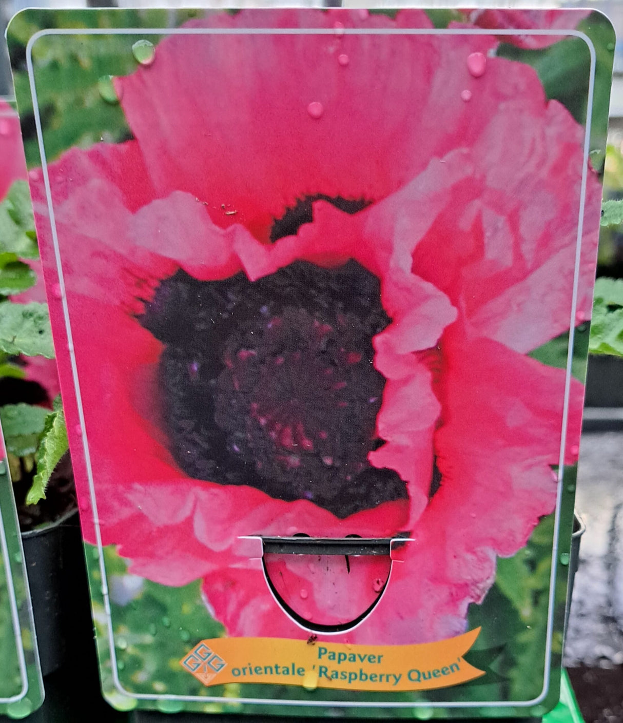 Papaver orientale 'Raspberry Queen' in p11 pot - 1 plant