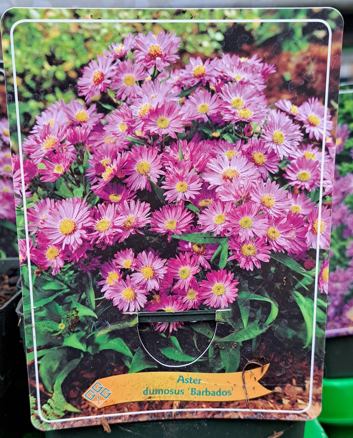 Aster dumosus HERFSTASTER 'Barbados' in p11 pot - 1 plant