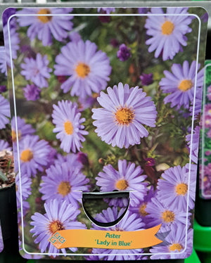 Aster dumosus AUTUMN STASTER 'Lady in Blue' im P11-Topf - 1 Pflanze