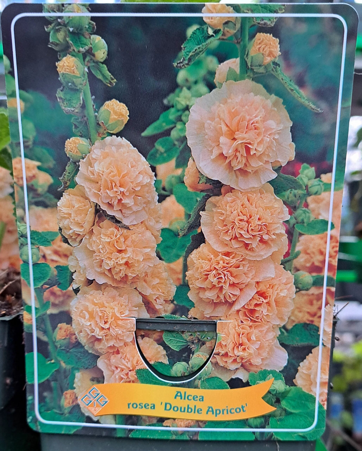 Alcea rosea STOKROOS 'Double Apricot' in p11 pot - 1 plant