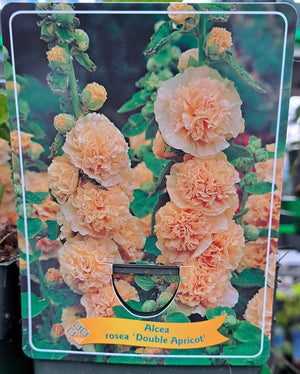 Alcea rosea HOLYHOCK 'Double Apricot' en pot p11 - 1 plante