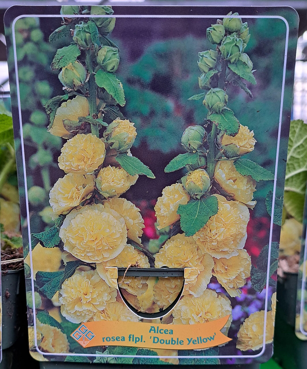 Alcea rosea HOLYHOCK 'Double Yellow' en pot p11 - 1 plante