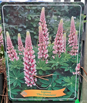 Lupins LUPIN 'La Chatelaine' en pot p11 - 1 plante