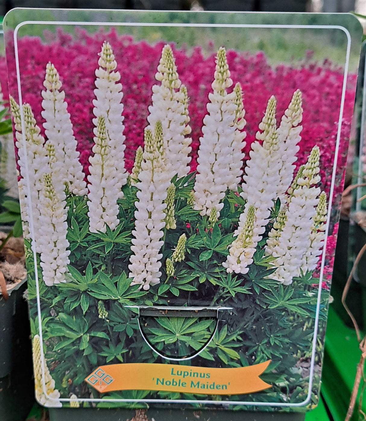 Lupines LUPINE 'Noble Maiden' in p11 pot - 1 plant