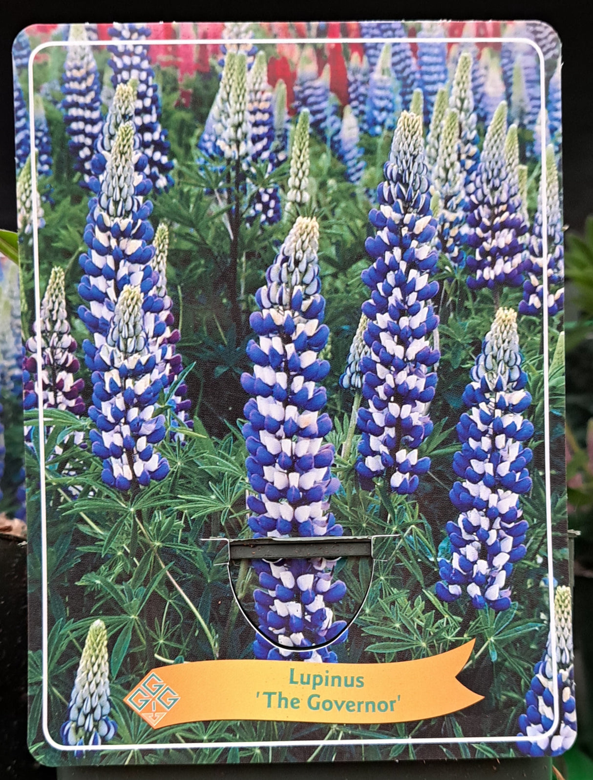 Lupines LUPINE 'The Governor' in p11 pot - 1 plant