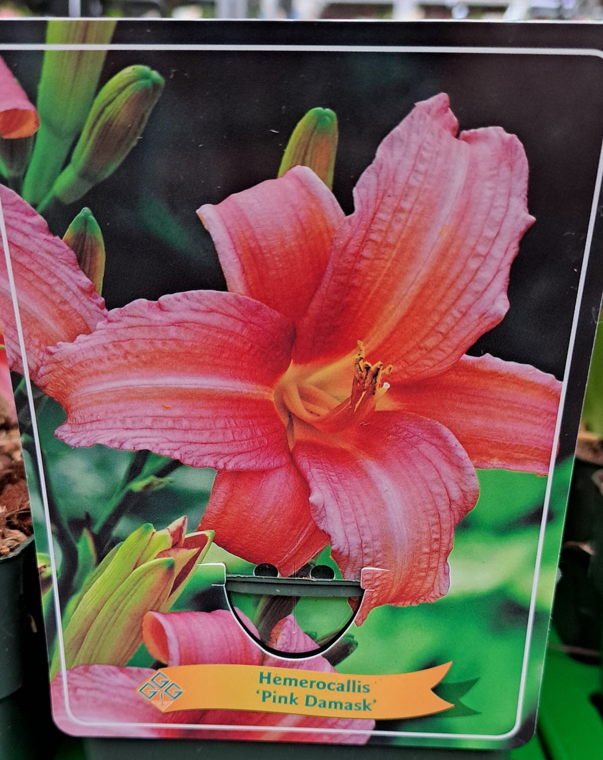 Hemerocallis DAGLELIE 'Pink Damask' in p11 pot - 1 plant