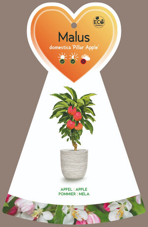 Pomme colonne 'Pillar Apple' pour pots - 60-80cm de haut en pot de 7 litres